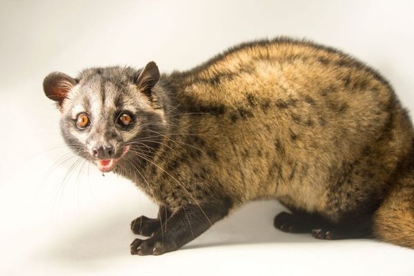 Cầy hương là gì và bảng báo giá cầy hương tại Hà Nội