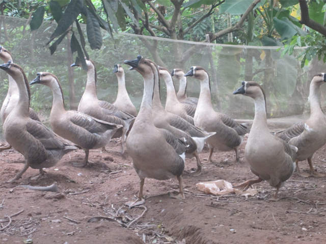 Bảng giá Ngỗng Thịt Sạch chăn nuôi thả đồng tự nhiên