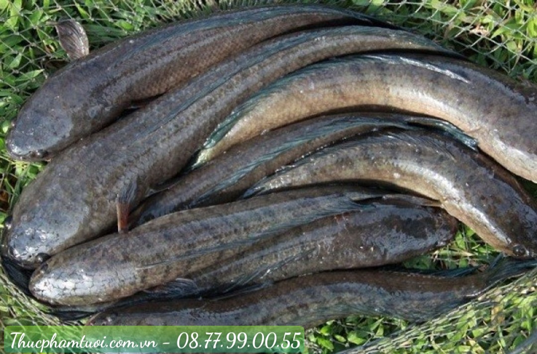 Giá cá lóc đồng hôm nay